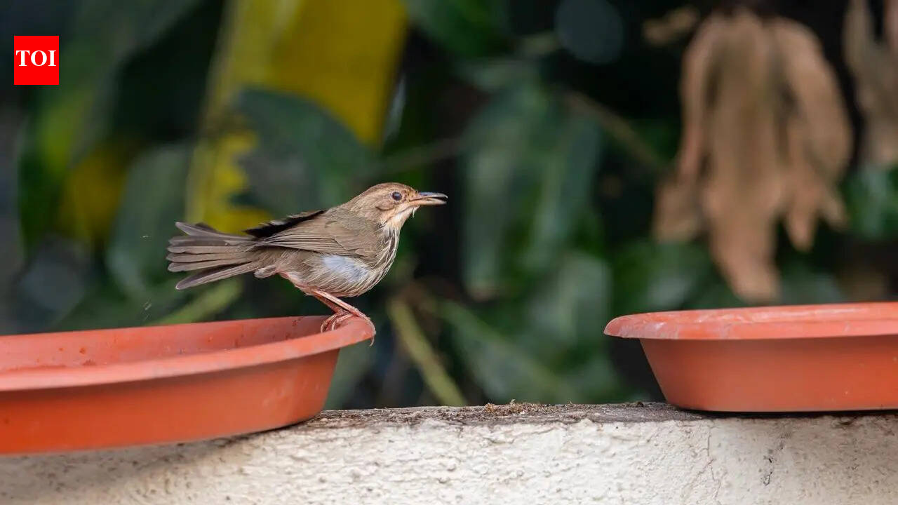 Heat, thirst, silence mark a dangerous season for Pune’s birds? — GLOBAL — ERYU PROJECT