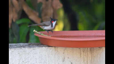 Heat, thirst, silence mark a dangerous season for Pune’s birds