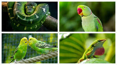 5 Stunning Green-colored animals that make for perfect pets