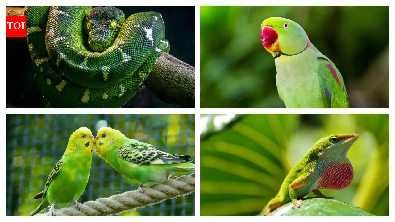 5 Stunning Green-colored animals that make for perfect pets
