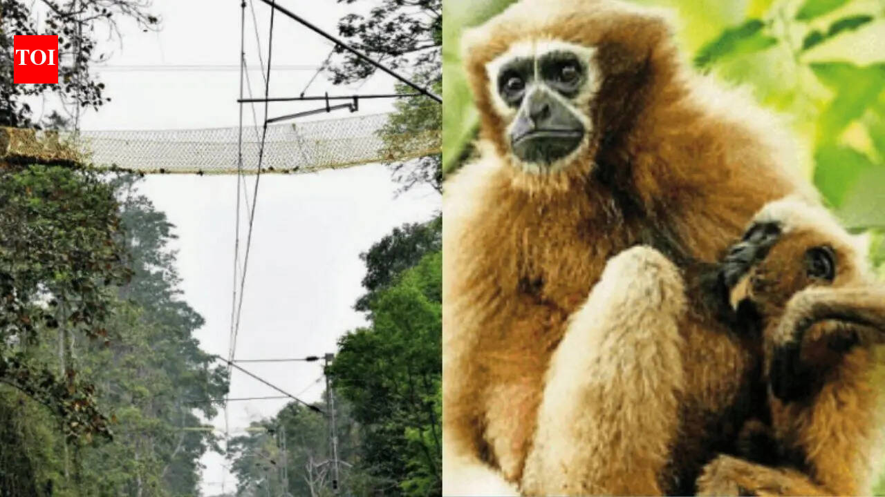 Separated for decades by rail tracks, India’s only ape species now gets bridges for the gap