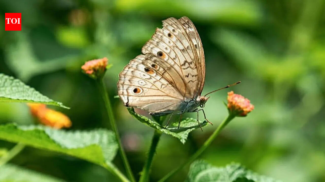 The ‘pollinator balcony’ trend every Indian gardener should know about
