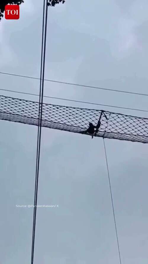 India&rsquo;s Only Ape Uses Canopy Bridge Above Railway Line