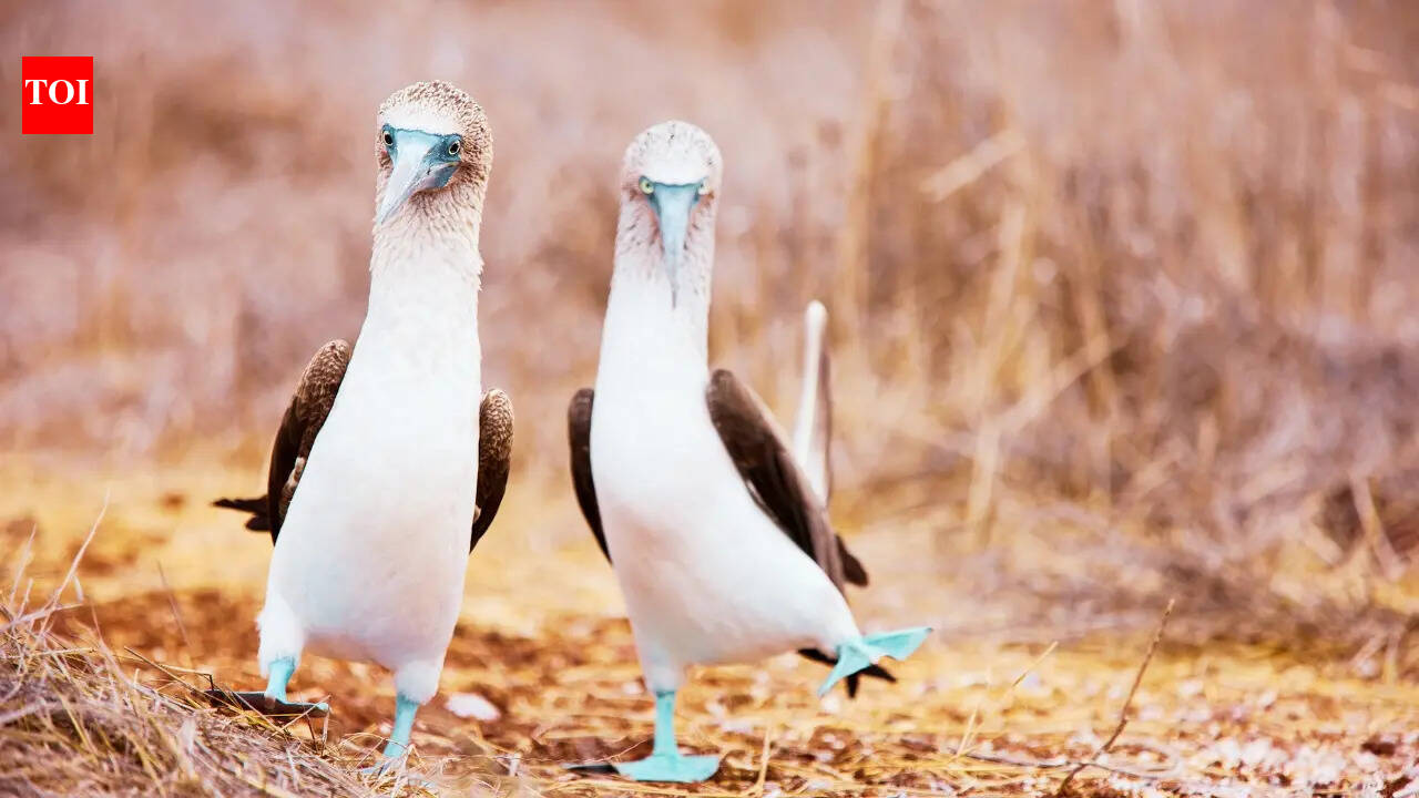 10 birds with hilariously perverted names and where travellers can find them