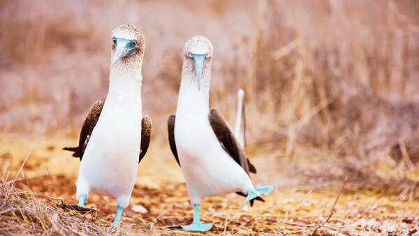 10 birds with hilariously perverted names and where travellers can find them