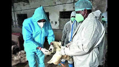 Central team likely to visit bird flu-hit Nandurbar next week; demand for local lab grows