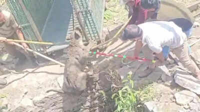Two-year-old lion rescued from 40-ft well in Amreli
