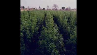 Tambaram police cracks down on ganja, illegal liquor sale