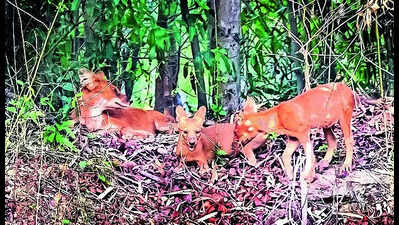 Endangered Indian dhole spotted with two pups at Debrigarh wildlife sanctuary