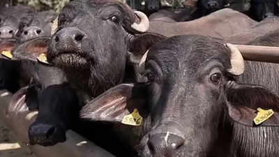 Supply dries up at Kolkata’s only abattoir
