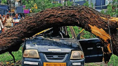 3 years, 12 dead, 125 hurt: Debate on root cause of tree falls rages in Mumbai