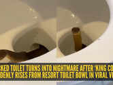 Toilet looked &lsquo;blocked&rsquo; until a king cobra suddenly rose from inside; viral resort video leaves internet horrified