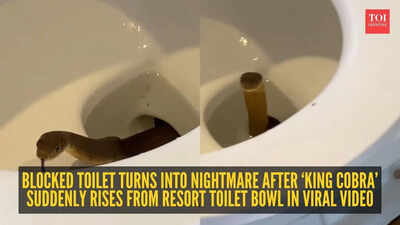 Toilet looked ‘blocked’ until a king cobra suddenly rose from inside; viral resort video leaves internet horrified