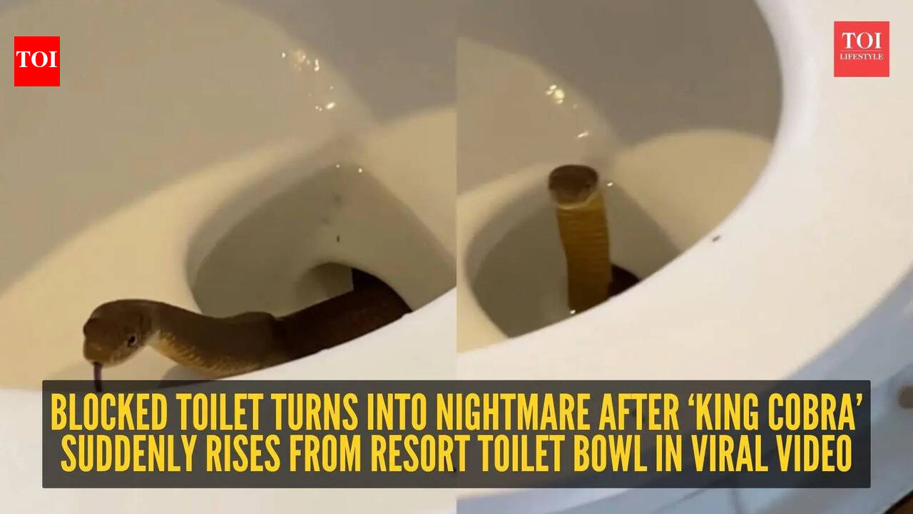 Toilet looked ‘blocked’ until a king cobra suddenly rose from inside; viral resort video leaves internet horrified