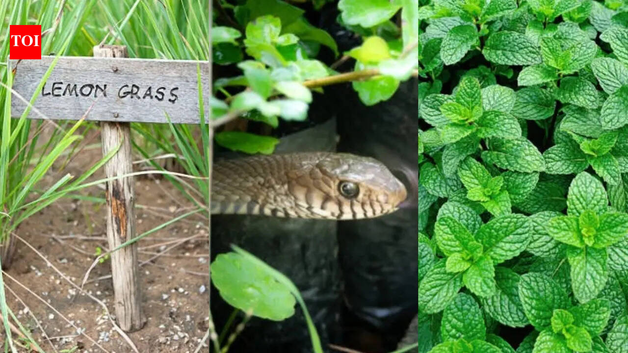 From lemongrass to tulsi: 7 plants that may help keep snakes away