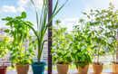 The biggest mistake Indians make while starting a terrace garden
