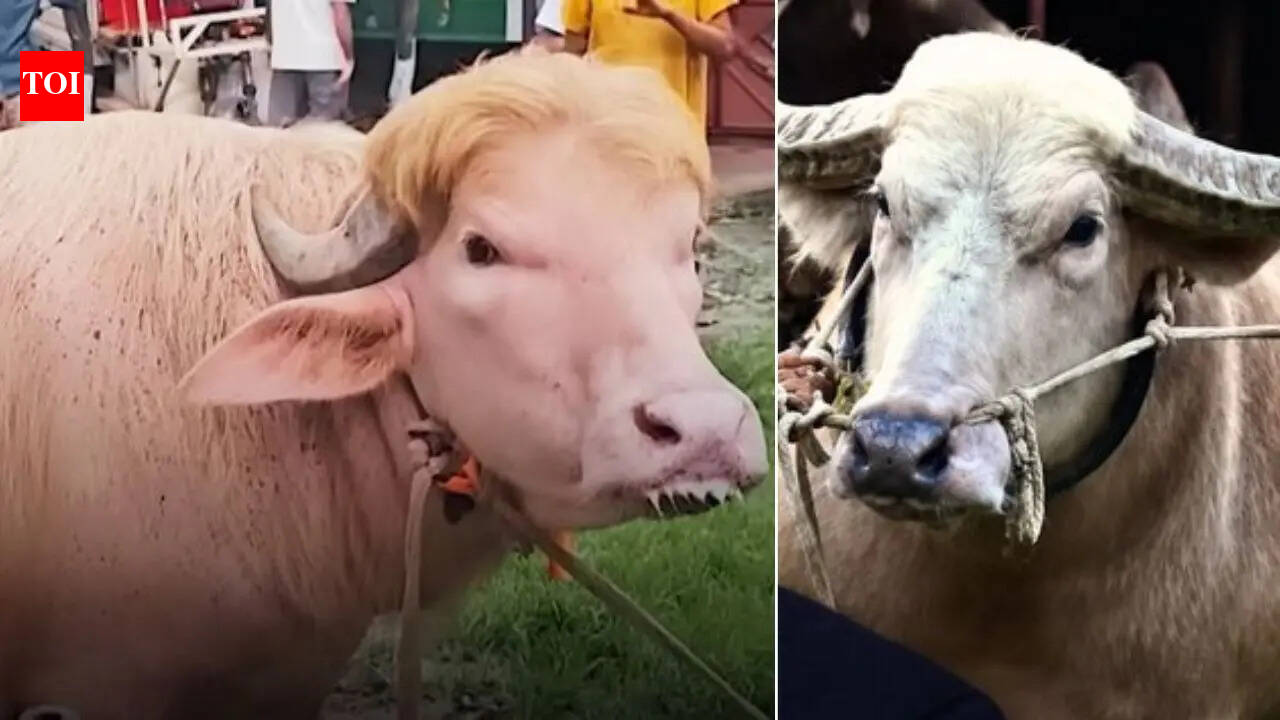 Watch: Bangladesh's viral buffaloes resembling Donald Trump and Benjamin Netanyahu steal spotlight