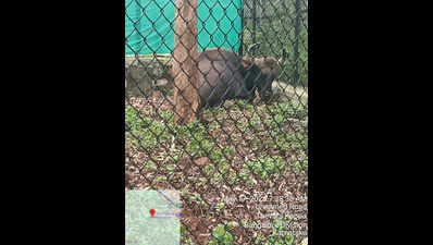 Blind gaur quarantined at Shivamogga zoo is recovering