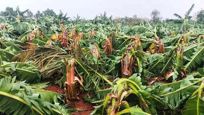 Strong winds flatten over 100 acres Of crops in Koppal