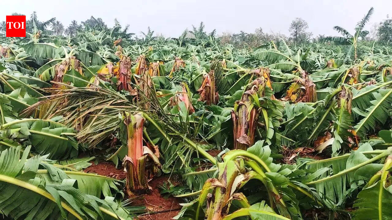 Strong winds flatten over 100 acres Of crops in Koppal