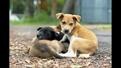 BMC seeks NGOs to build & run stray dog shelters in Mumbai
