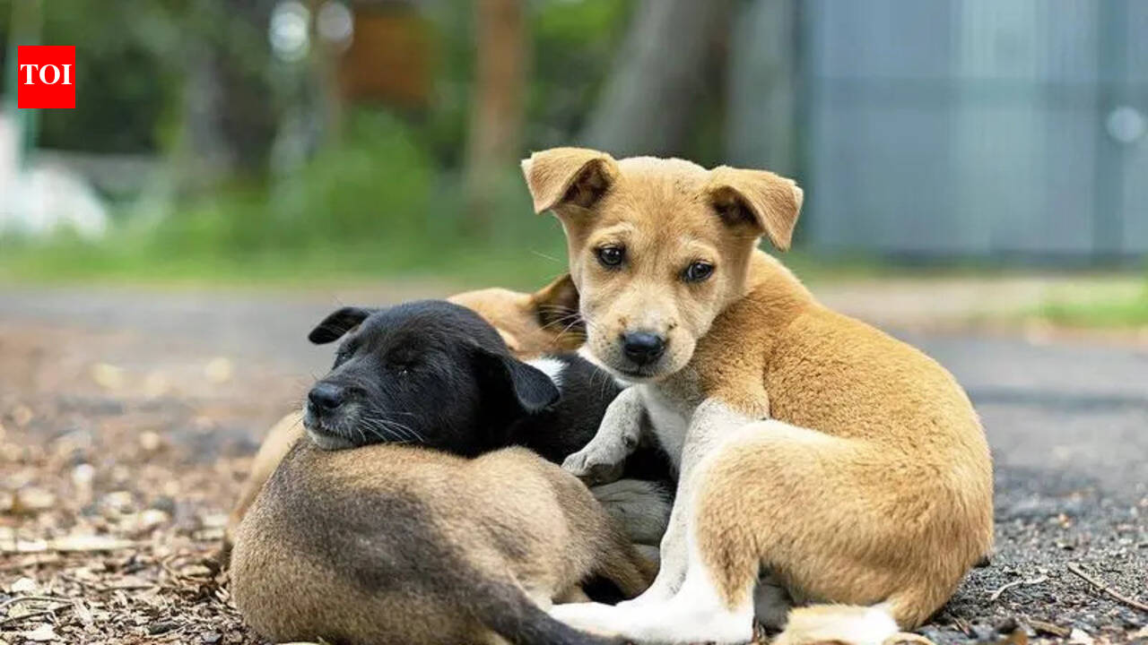 BMC seeks NGOs to build &amp; run stray dog shelters in Mumbai