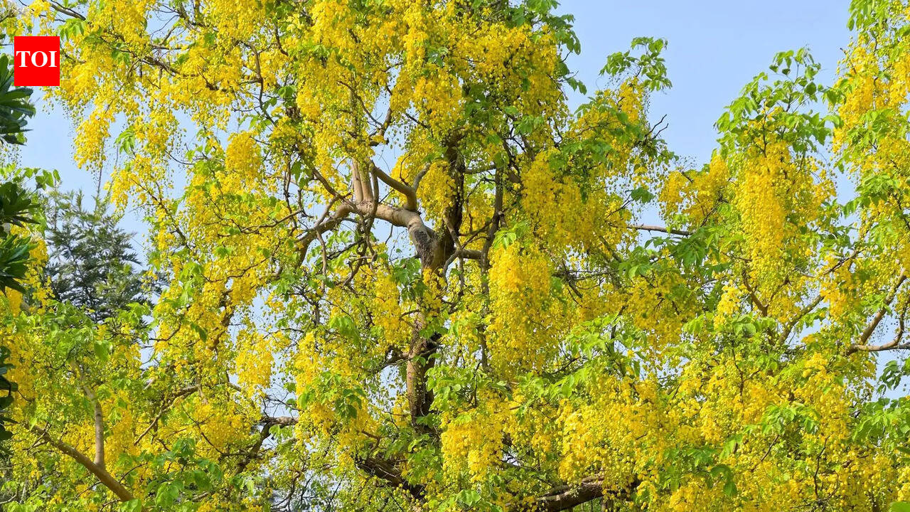 Delhi’s Hottest Season Comes Dressed In Yellow - FACTNEWS INDIA