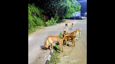 Cruelty case filed against Vishrantwadi society staffers for beating a stray dog to death