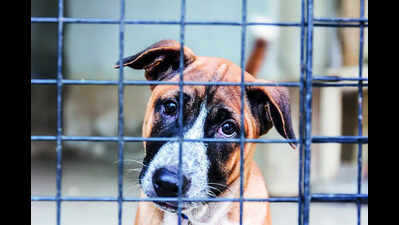 Man booked for throwing puppy into tandoor