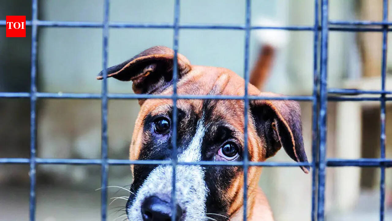 Man booked for throwing puppy into tandoor