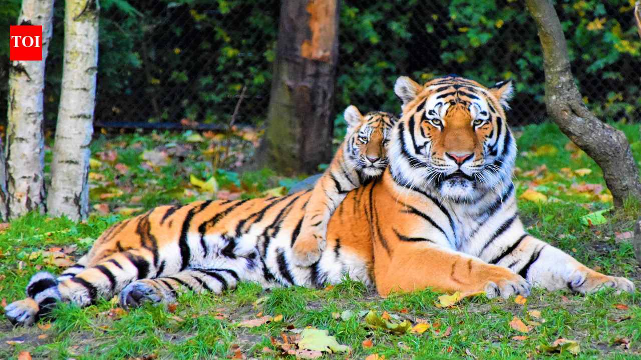 How tigers mark territory using a secret language hidden across forests