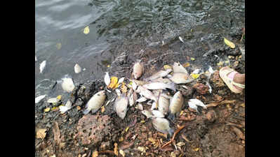 Residents move to test well water after Gurupura fish kill