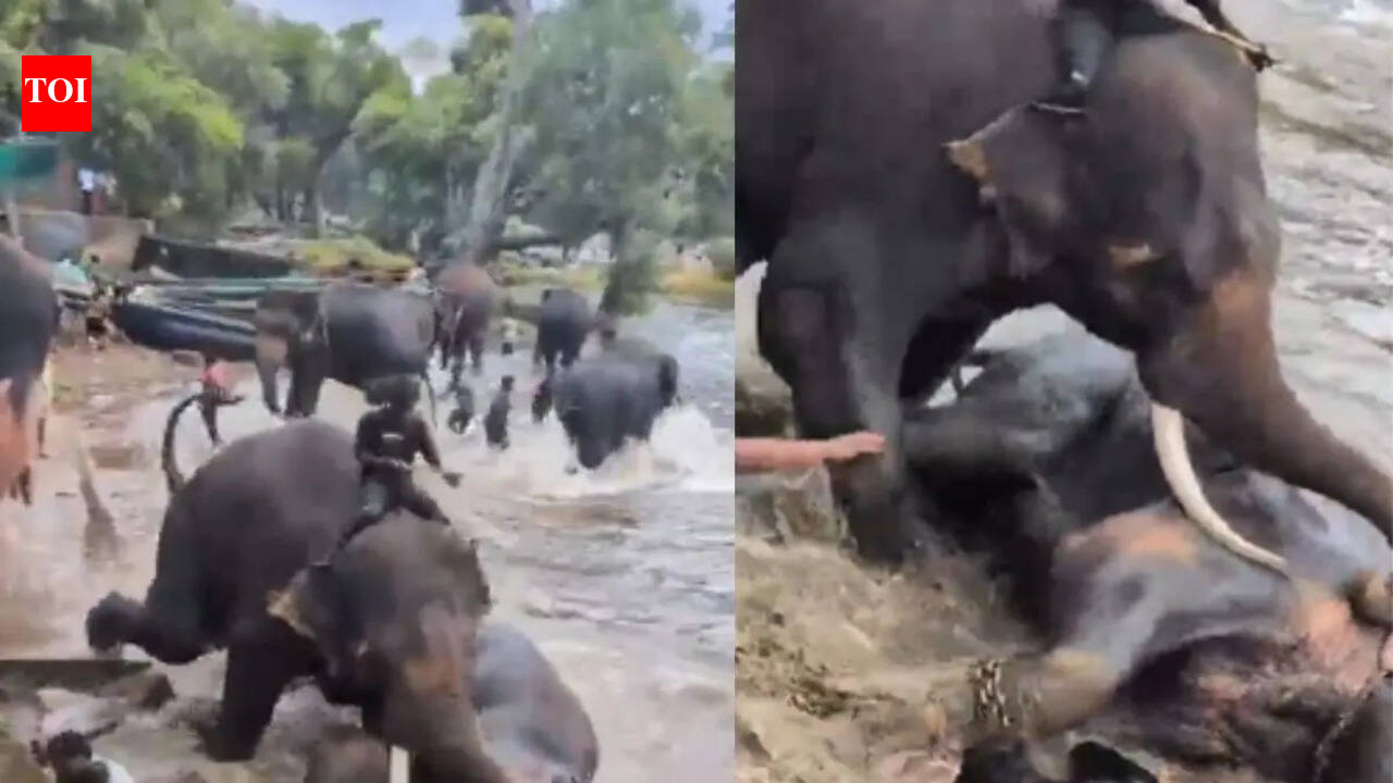 Tourist dies after elephants fight at Karnataka wildlife camp, tragedy caught on camera