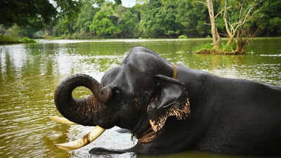 Karnataka’s Dubare Elephant Camp tragedy: 5 rules to follow in the presence of wildlife