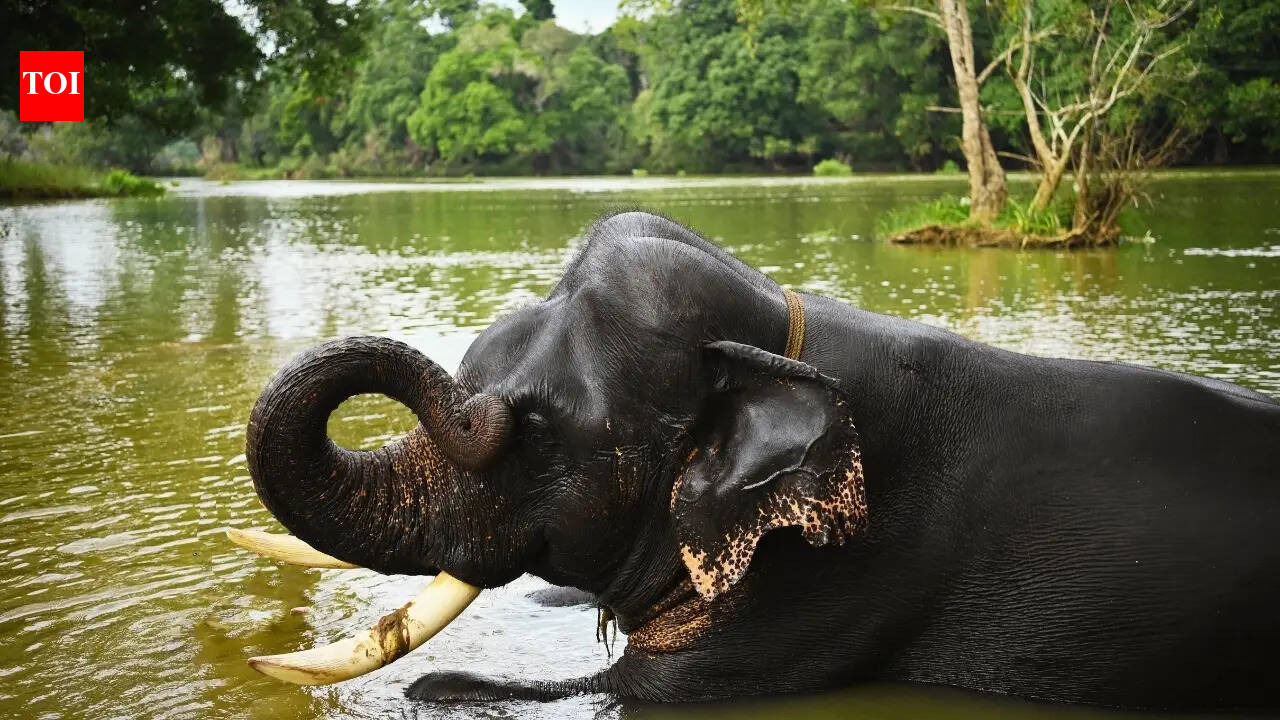 Karnataka’s Dubare Elephant Camp tragedy: 5 rules to follow in the presence of wildlife