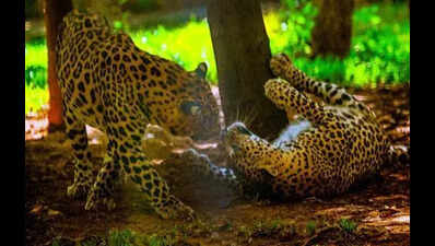 Sanjay Gandhi National Park’s 8-year-old leopard, Surya, dies during treatment for kidney, liver illness