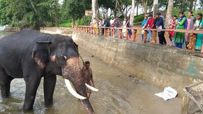 Dubare fallout: Ban on feeding, bathing elephants across Karnataka