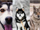 5 dogs that look like wolves