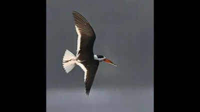 Rare Indian Skimmer birds spotted after 20 yrs in Bhagalpur