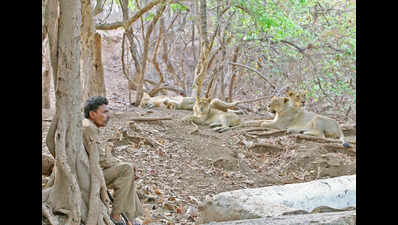 220 wildlife trackers in Gir get insurance cover
