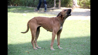 All strays sterilised or adopted in Indirapuram, says GMC