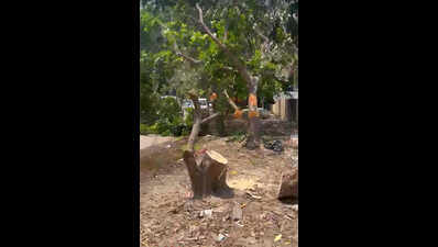 NGT seeks govt reply on land filling, tree felling in South City