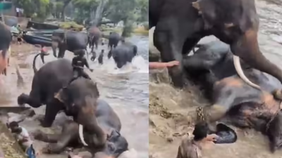 Tourist killed as elephant falls on her at Karnataka forest camp