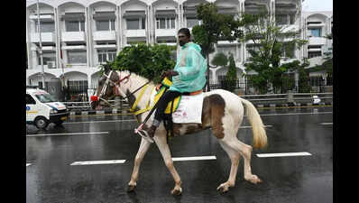 City horse death: Inspections carried out, joyrides restricted