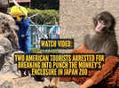 Watch video: Two American tourists break into Punch the Monkey's enclosure in Japan zoo, arrested by authorities