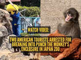 Watch video: Two American tourists break into Punch the Monkey's enclosure in Japan zoo, arrested by authorities