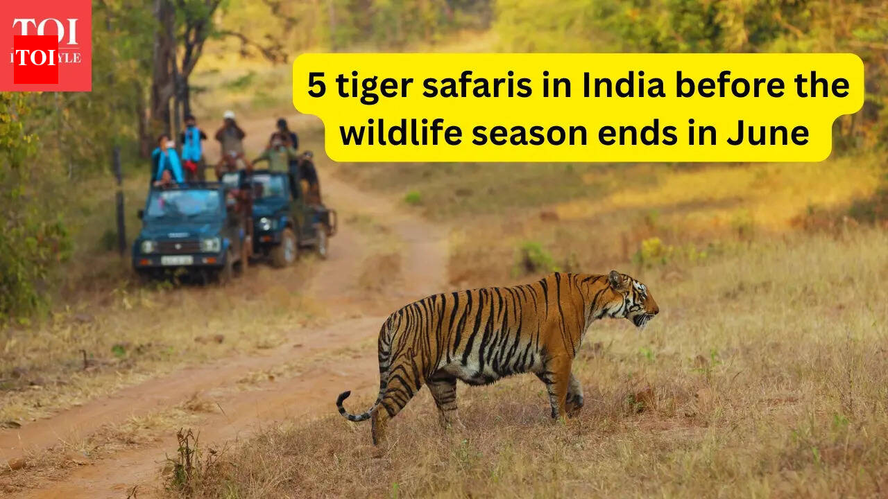 Last chance! 5 tiger safaris to experience in India before the wildlife season ends in June