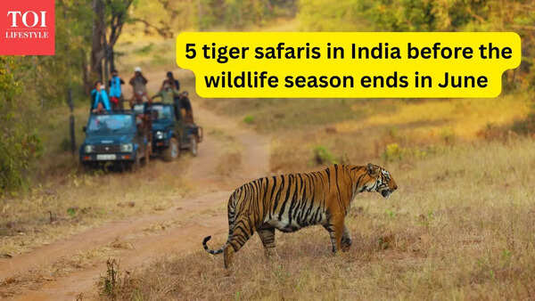 Last chance! 5 tiger safaris to experience in India before the wildlife season ends in June