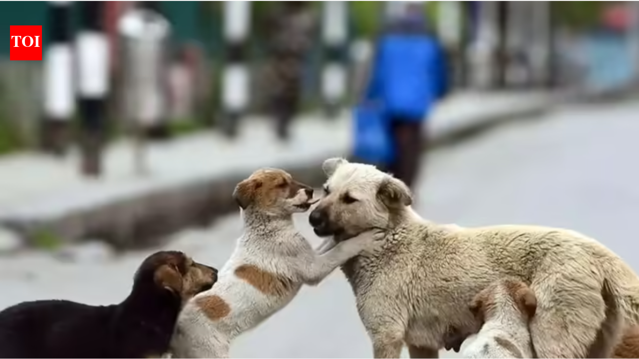 SC rejects plea to stay earlier order on stray dogs; cites 'absence of sustained efforts' by states