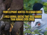 From elephant aunties to lesbian birds: 5 wild animal queens that rule harder than humans ever could